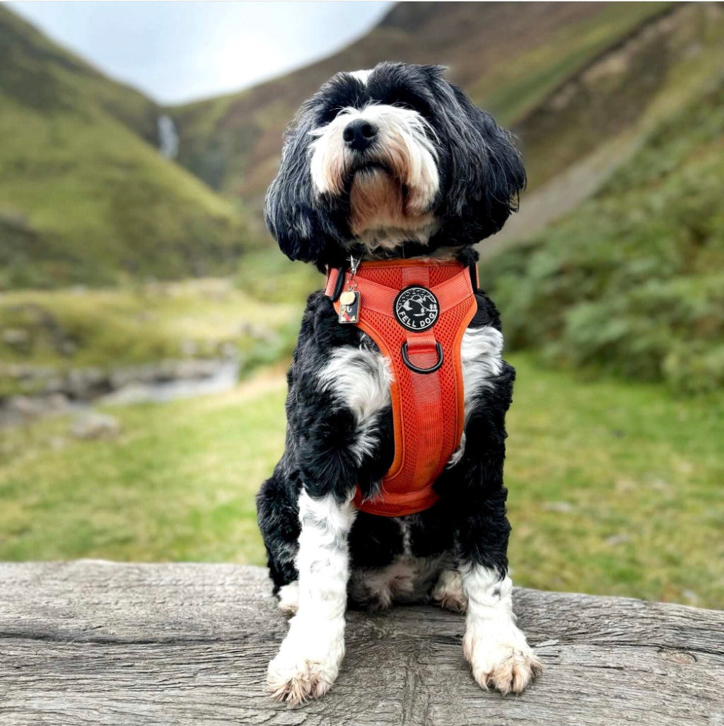 Fell Dog Helvellyn Harness Orange