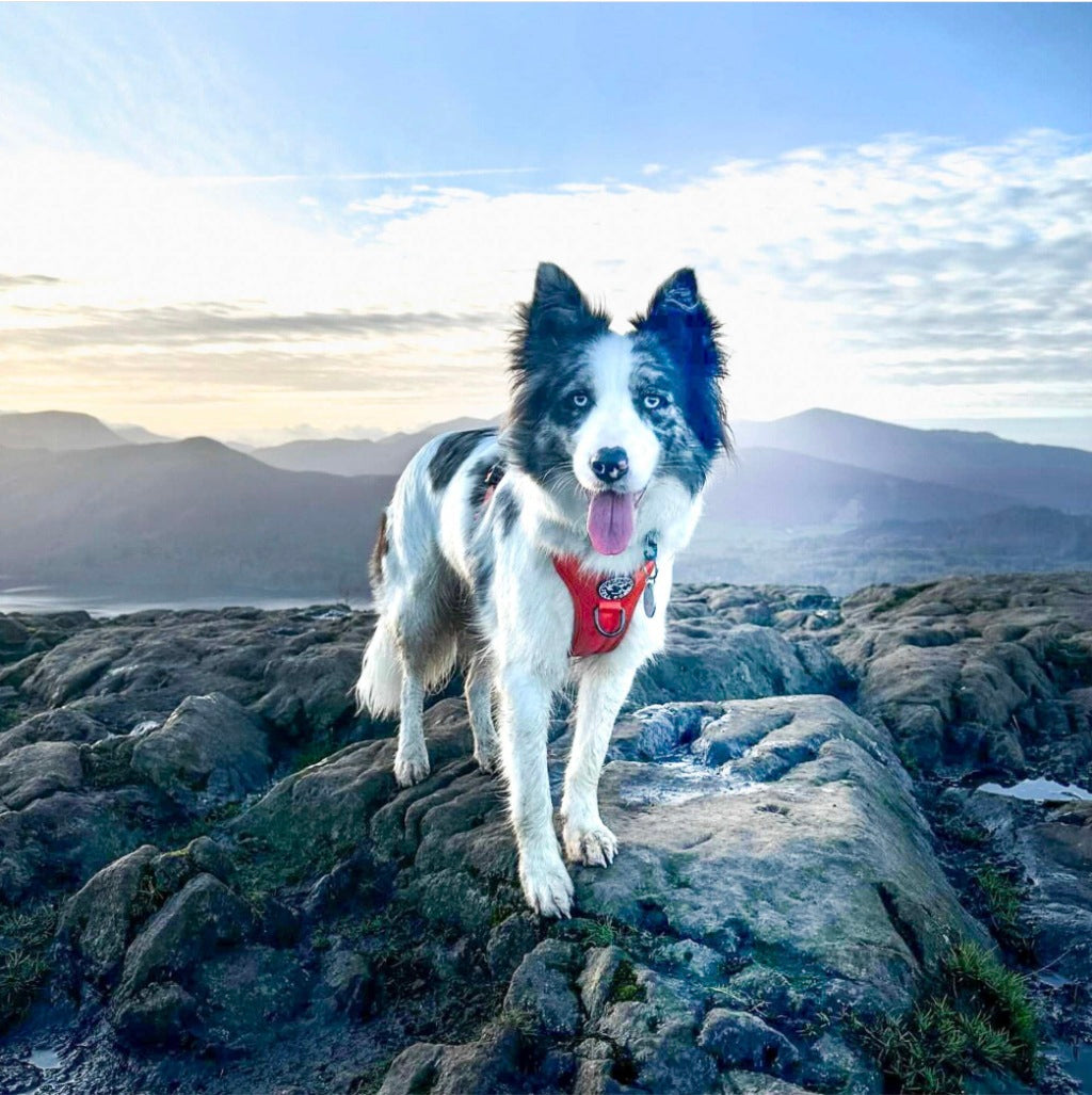 Fell Dog Helvellyn Harness Red