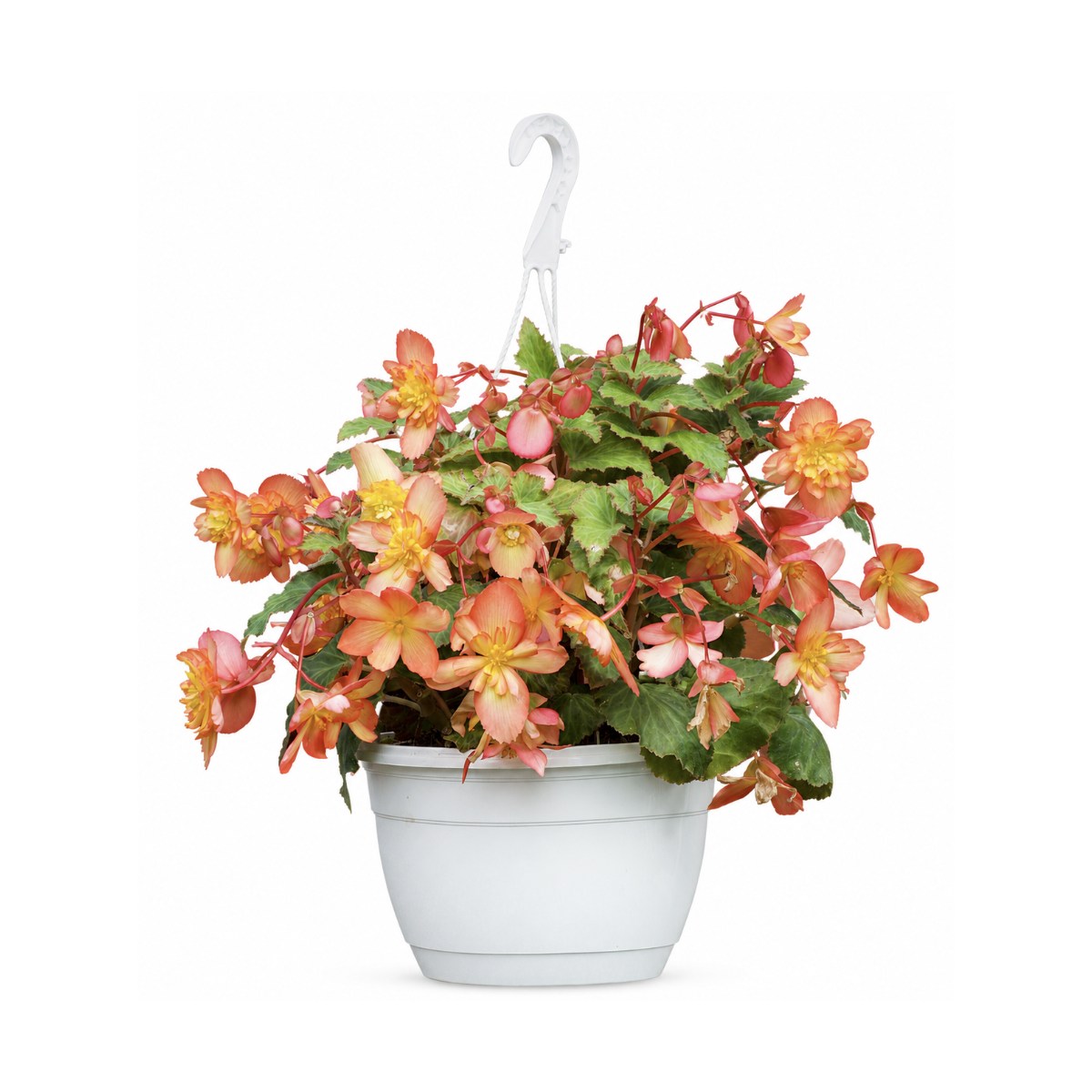 Hanging Pots