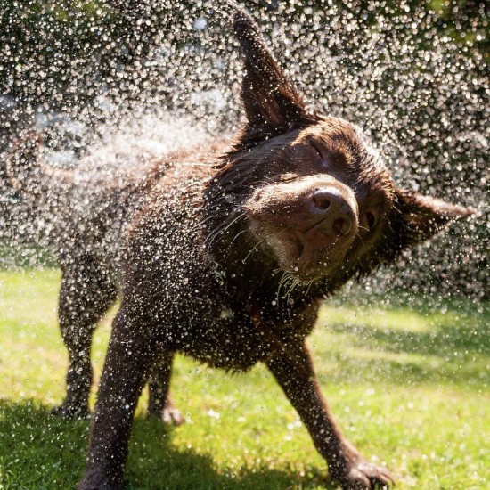 Fell Dog Drench Collar