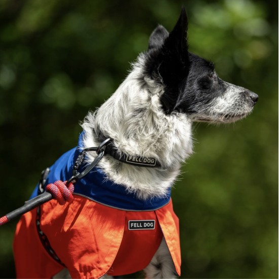 Fell Dog Drench Waterproof Jacket | Red Blue