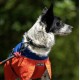 Fell Dog Drench Waterproof Jacket | Red Blue