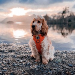 Helvellyn Dog Harness